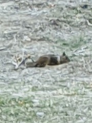 Otospermophilus beecheyi