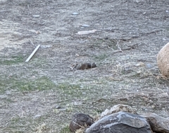 Otospermophilus beecheyi