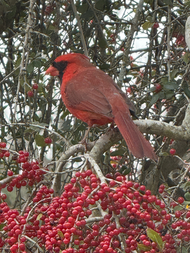 Northern Cardinal