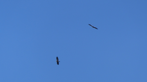 Spanish Imperial Eagle (Aquila adalberti), photo 5