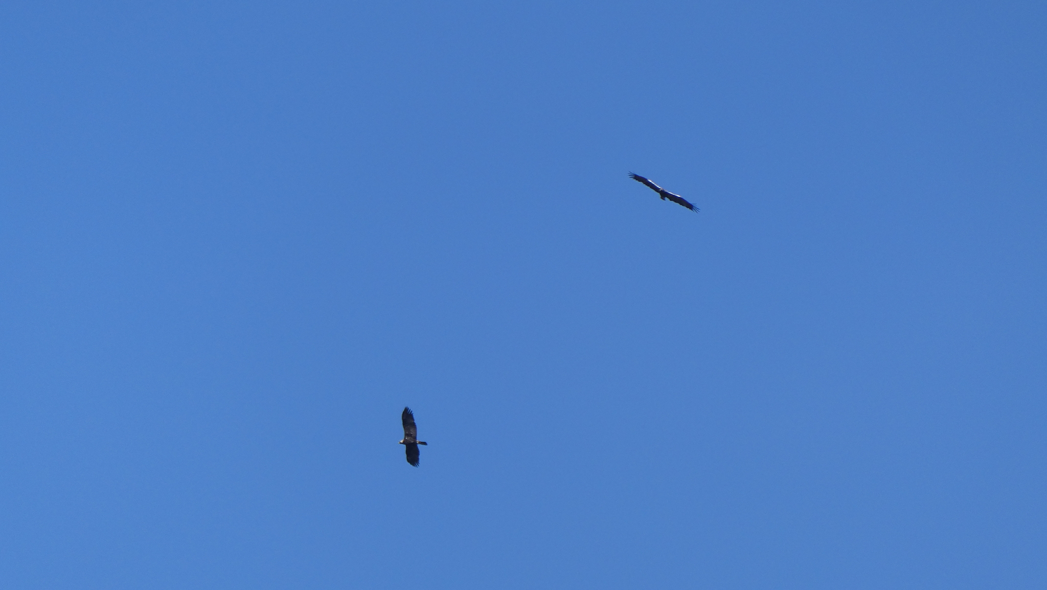 Spanish Imperial Eagle (Aquila adalberti), photo 5