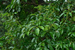 Cinnamomum micranthum