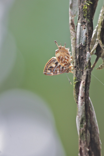 Butterflies of Ecuador