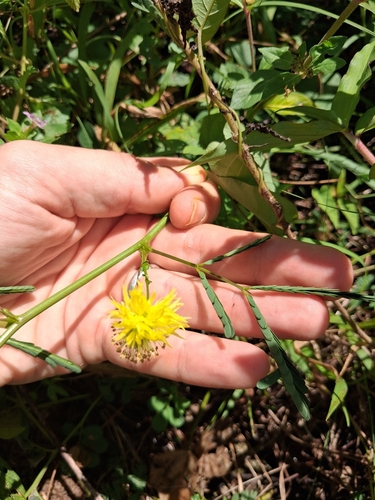Neptunia plena, photograph 3