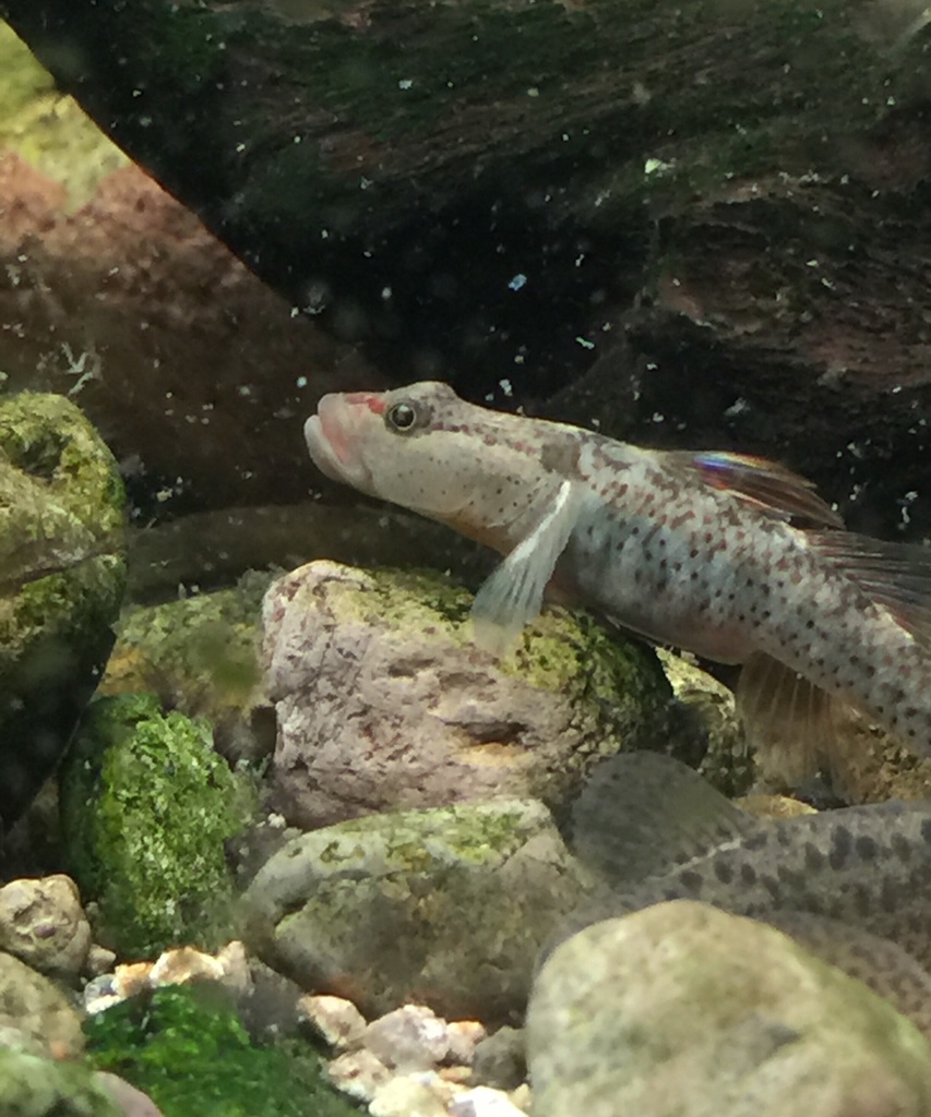 Freckled goby (Rhinogobius lentiginis) — Gobiidae