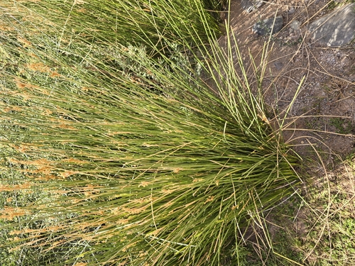 Salt Rush (Juncus rigidus)