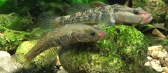 Rhinogobius lentiginis
