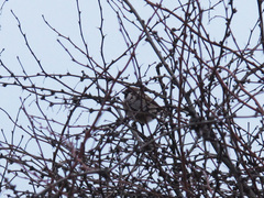 Passer montanus
