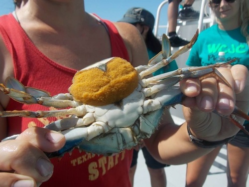 Atlantic Blue Crab, photo 8 of 10