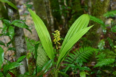 Calanthe lyroglossa