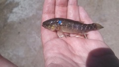 Dormitator maculatus