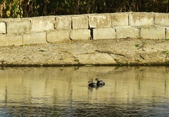 Tachybaptus dominicus