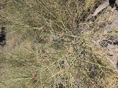 karira (Capparis decidua)
