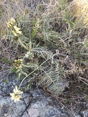 Astragalus curtipes