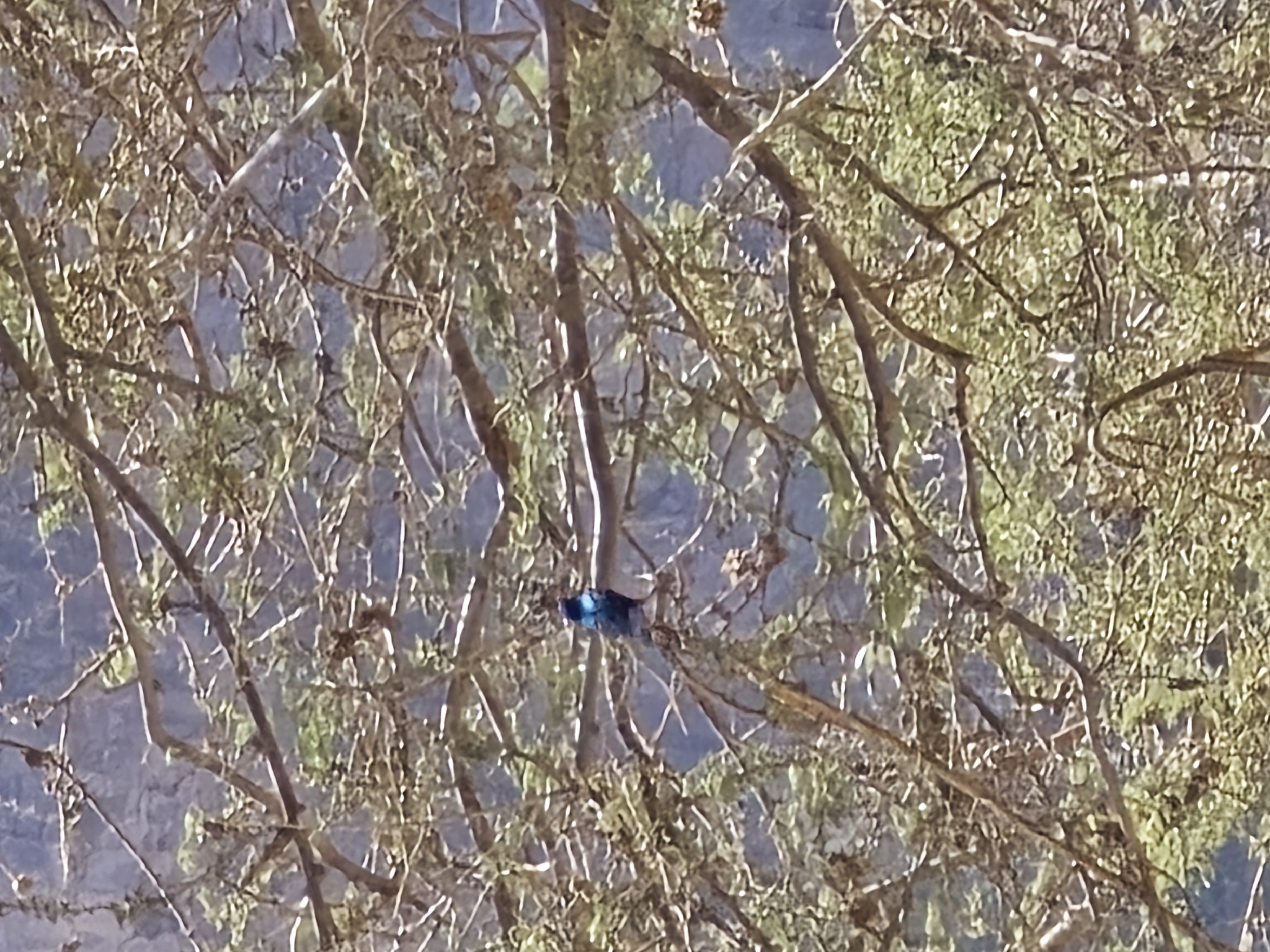 Palestine Sunbird (Cinnyris osea), photo 6