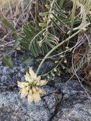 Astragalus curtipes