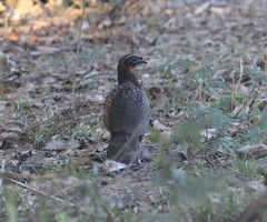 Penelope ochrogaster