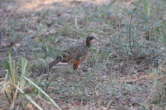 Penelope ochrogaster