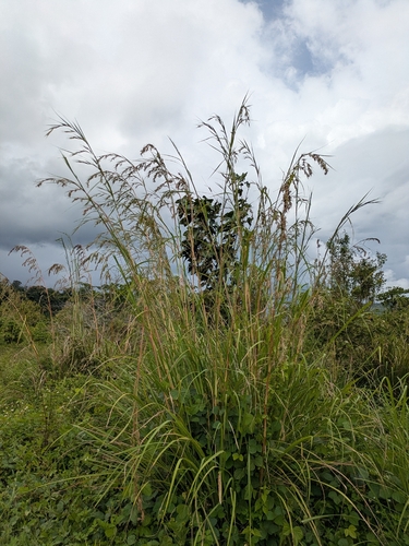 Themeda villosa observed 2026-02-21
