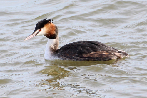 Great Crested Grebe