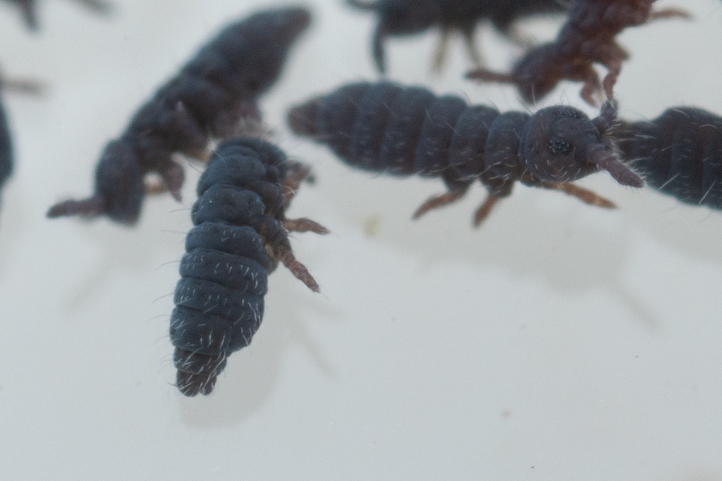 Ceratophysella brevisensillata