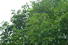 Cinnamomum micranthum