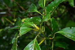 Cinnamomum micranthum