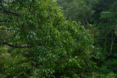Cinnamomum micranthum