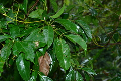 Cinnamomum micranthum
