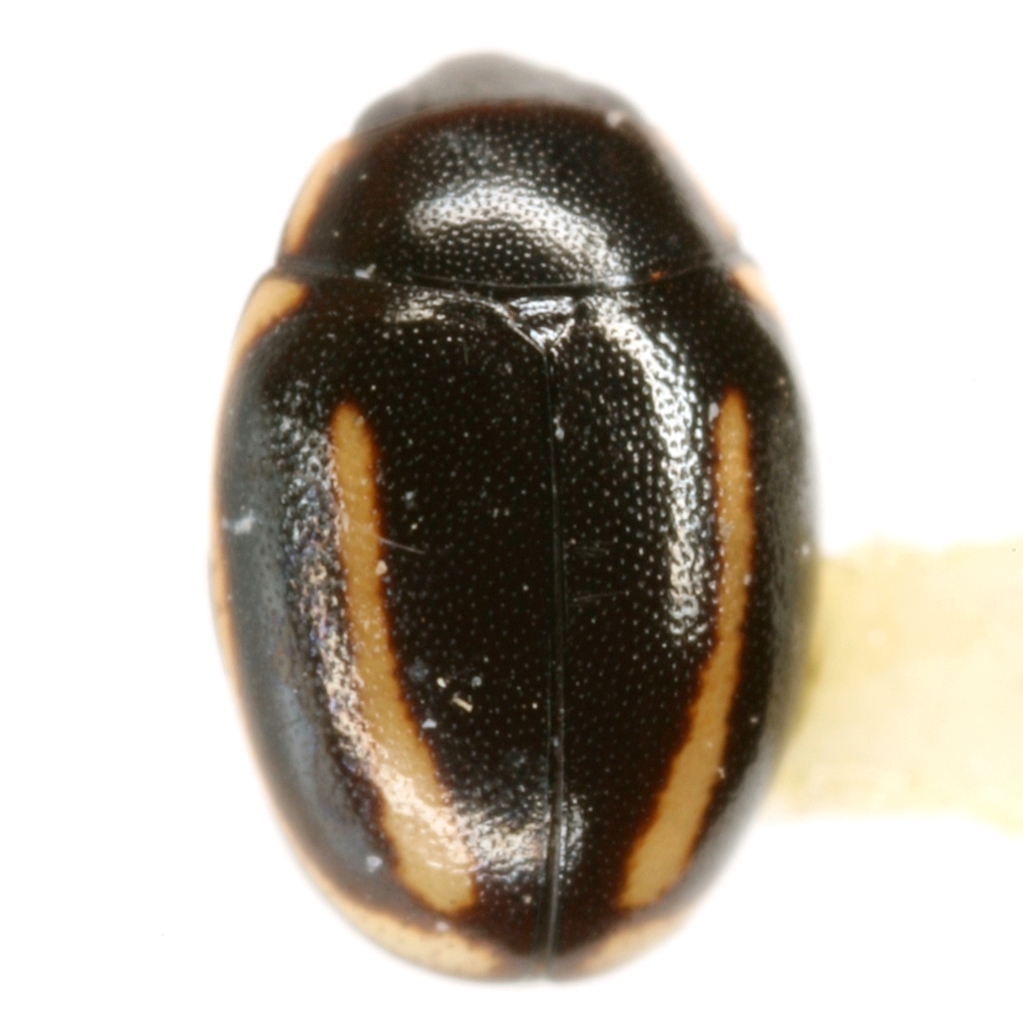 Four-streaked Lady Beetle