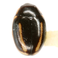 Hyperaspis quadrivittata