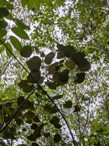 Foto de Homalanthus novoguineensis