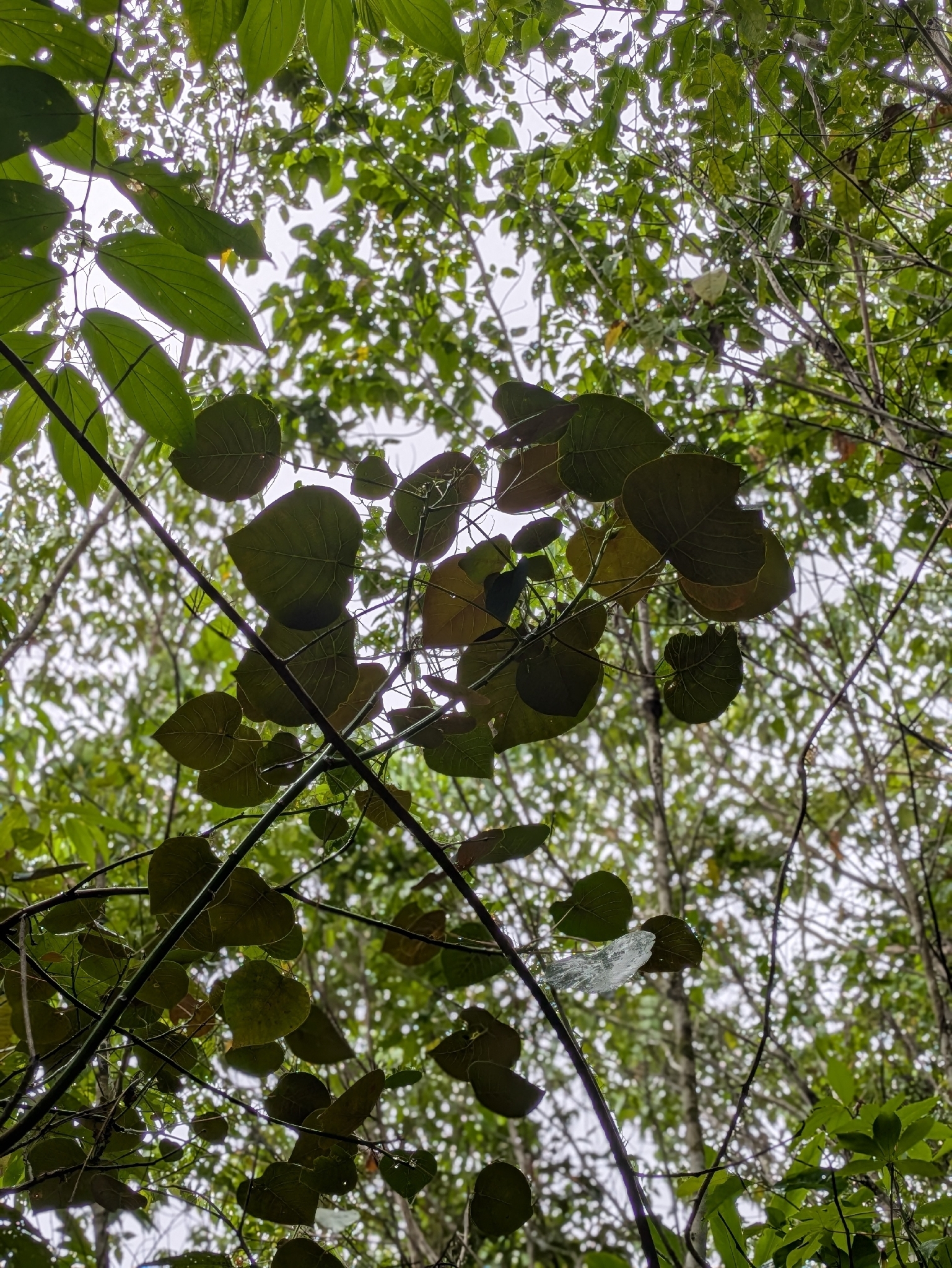 Imagem de Homalanthus novoguineensis