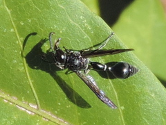 Zethus nigricornis