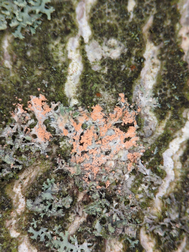 Erythricium aurantiacum · February 2026 · photo: © alexis_orion (iNaturalist, cc-by)