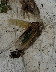 Syncharina punctatissima