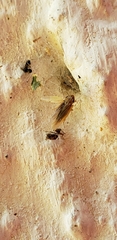 Syncharina punctatissima