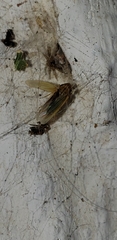 Syncharina punctatissima