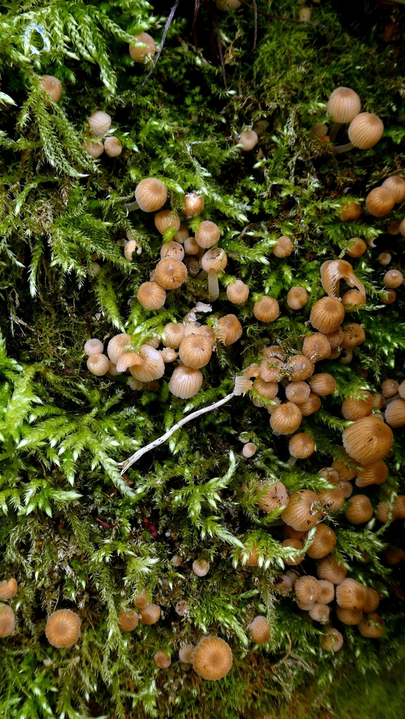 Coprinellus disseminatus · February 2026 · photo: © patricklm35 (iNaturalist, cc0)