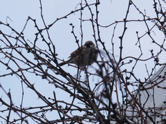 Passer montanus