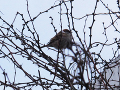 Passer montanus