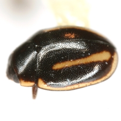 Hyperaspis quadrivittata