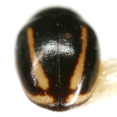 Hyperaspis quadrivittata