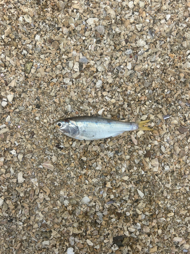 Atlantische sardienansjovis (Cetengraulis edentulus) — Engraulidae — 5