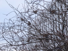 Passer montanus
