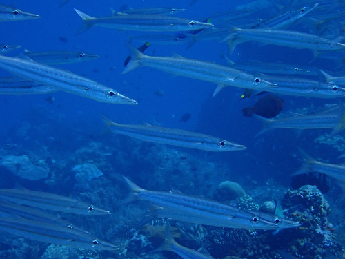 Barracudas (Sphyraena flavicauda) — Sphyraenidae — 2