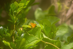 Choranthus vitellius