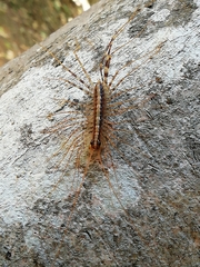 Scutigeromorpha