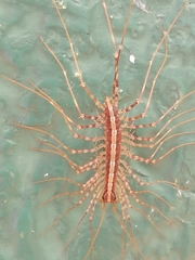 Scutigeromorpha