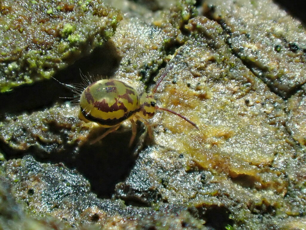 Dicyrtomina dorsolineata